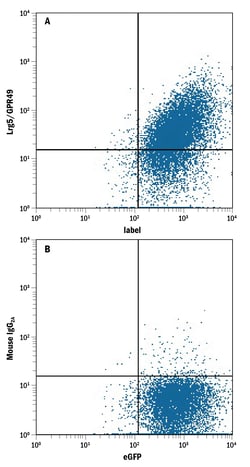 Human Lgr5/GPR49 Antibody, R D Systems 100ug; Unlabeled:Antibodies, Monoclonal