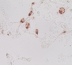 Human Lgr5/GPR49 Antibody, R D Systems 100ug; Unlabeled:Antibodies, Monoclonal