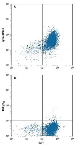 Mouse Lgr5/GPR49 Antibody, R D Systems 100ug; Unlabeled:Antibodies, Monoclonal