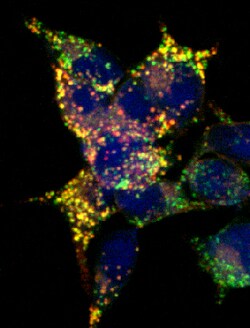 Mouse Lgr5/GPR49 Antibody, R D Systems 100ug; Unlabeled:Antibodies, Monoclonal