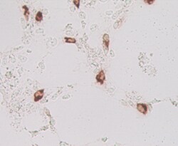 Mouse Lgr5/GPR49 Antibody, R D Systems 100ug; Unlabeled:Antibodies, Monoclonal
