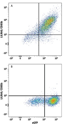 Human LILRA6/CD85b Antibody, R D Systems 100&mu;g; Unlabeled:Antibodies,