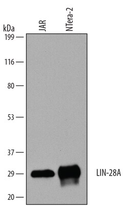 Human LIN-28A Antibody, R D Systems 25&mu;g; Unlabeled:Antibodies, Polyclonal