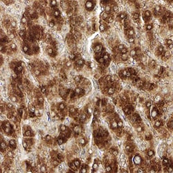 Human LIN-28B Antibody, R D Systems 100&mu;g; Unlabeled:Antibodies, Polyclonal