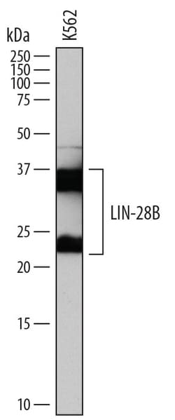 Human LIN-28B Antibody, R D Systems 100&mu;g; Unlabeled:Antibodies, Polyclonal