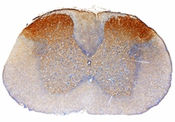 Human LINGO-1 Antibody, R D Systems 100&mu;g; Unlabeled:Antibodies, Polyclonal