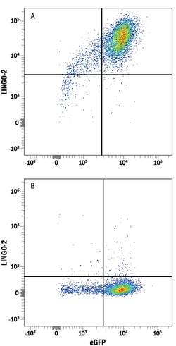 Human LINGO-2 Antibody, R D Systems 25&mu;g; Unlabeled:Antibodies, Monoclonal