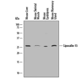 Mouse Lipocalin-13 Antibody, R D Systems 25&mu;g; Unlabeled:Antibodies,