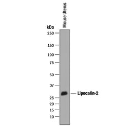Mouse Lipocalin-2/NGAL Antibody, R D Systems 25&mu;g; Unlabeled:Antibodies,