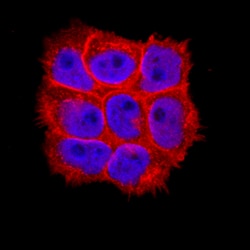 Human LITAF Antibody, R D Systems 100&mu;g; Unlabeled:Antibodies, Polyclonal
