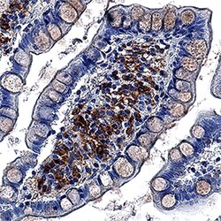 Human LITAF Antibody, R D Systems 100&mu;g; Unlabeled:Antibodies, Polyclonal