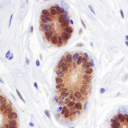 Human LKB1/STK11 Antibody, R D Systems 100ug; Unlabeled:Antibodies, Polyclonal