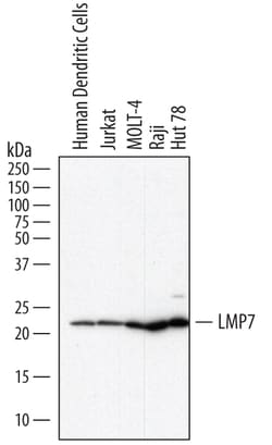 Human LMP7/PSMB8 Antibody, R&D Systems™
