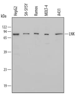 Human LNK/SH2B3 Antibody, R D Systems 100 &mu;g | Buy Online | R&D Systems | Fisher Scientific
