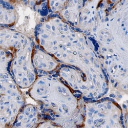 Human LOX-1/OLR1 Antibody, R D Systems 100&mu;g; Unlabeled:Antibodies,