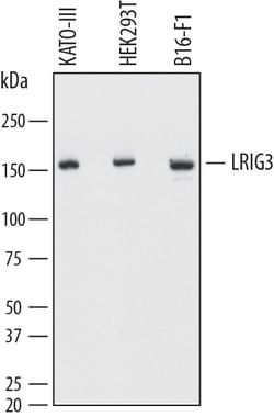 Human LRIG3 Antibody, R D Systems 100ug; Unlabeled:Antibodies, Monoclonal
