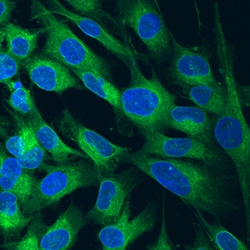 Human LRP-1 Cluster III Antibody, R D Systems 25&mu;g; Unlabeled:Antibodies,