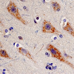 Human LRP-11 Antibody, R D Systems 25&mu;g; Unlabeled:Antibodies, Polyclonal