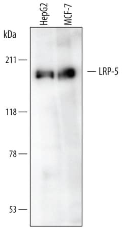 Human LRP-5 Intracellular Domain Antibody, R D Systems 100ug; Unlabeled:Antibodies,