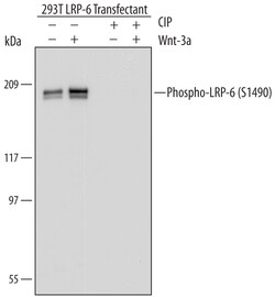 Human Phospho-LRP-6 (S1490) Antibody, R D Systems 100&mu;g; Unlabeled:Antibodies,