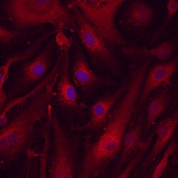 Mouse LRRC32/GARP Antibody, R D Systems 100&mu;g; Unlabeled:Antibodies,