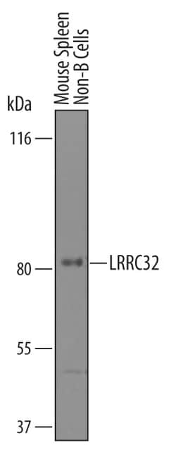 Mouse LRRC32/GARP Antibody, R D Systems 100&mu;g; Unlabeled:Antibodies,