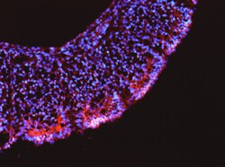 Human/Mouse LRRN1/NLRR-1 Antibody, R D Systems 25&mu;g; Unlabeled:Antibodies,