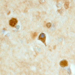 Human/Mouse LRRTM3 Antibody, R D Systems 100&mu;g; Unlabeled:Antibodies,