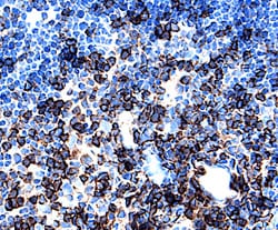 Rat L-Selectin/CD62L Antibody, R D Systems 25&mu;g; Unlabeled:Antibodies,
