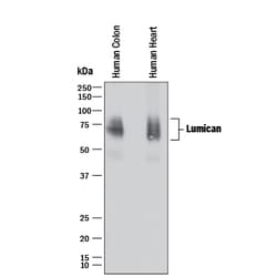 Human/Mouse Lumican Antibody, R D Systems 25&mu;g; Unlabeled:Antibodies,