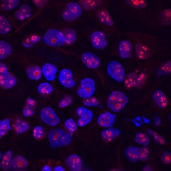 Human LYAR Antibody, R D Systems 100 &mu;g | Buy Online | R&D Systems | Fisher Scientific