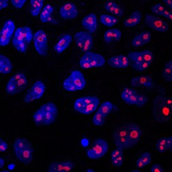 Human LYAR Antibody, R D Systems 25&mu;g; Unlabeled:Antibodies, Monoclonal