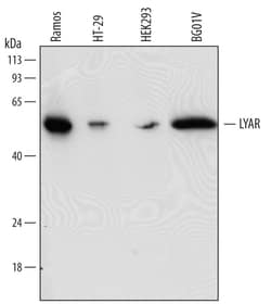 Human LYAR Antibody, R D Systems 25&mu;g; Unlabeled:Antibodies, Monoclonal