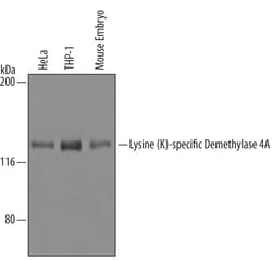 Human/Mouse Lysine (K)-specific Demethylase 4A/KDM4A Antibody, R D Systems