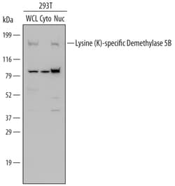 Human Lysine (K)-specific Demethylase 5B/KDM5B Antibody, R D Systems 100&mu;g;
