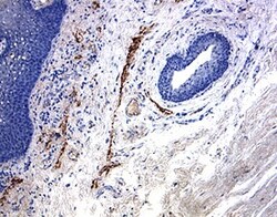 Human LYVE-1 Antibody, R D Systems 100&mu;g; Unlabeled:Antibodies, Polyclonal