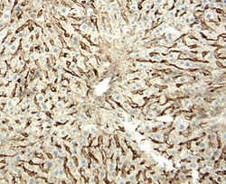 Mouse LYVE-1 Antibody, R D Systems 100&mu;g; Unlabeled:Antibodies, Polyclonal