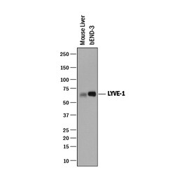 Mouse LYVE-1 Antibody, R D Systems 100&mu;g; Unlabeled:Antibodies, Polyclonal