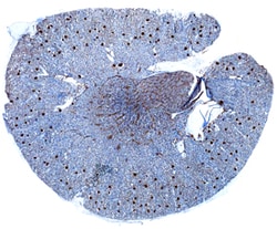 Rat LYVE-1 Antibody, R D Systems 100&mu;g; Unlabeled:Antibodies, Polyclonal