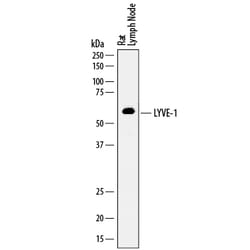 Rat LYVE-1 Antibody, R D Systems 100&mu;g; Unlabeled:Antibodies, Polyclonal