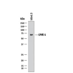 Mouse LYVE-1 Antibody, R D Systems:Antibodies:Primary Antibodies