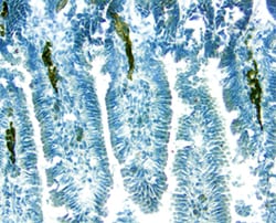 Mouse MAdCAM-1 Antibody, R D Systems 25&mu;g; Unlabeled:Antibodies, Polyclonal