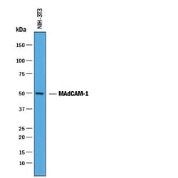 Mouse MAdCAM-1 Antibody, R D Systems 25&mu;g; Unlabeled:Antibodies, Polyclonal