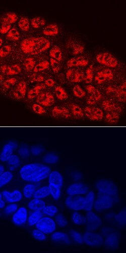 Human/Rat MafB Antibody, R D Systems 25&mu;g; Unlabeled:Anticuerpos