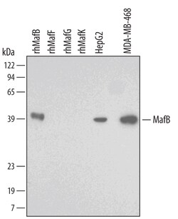 Human/Rat MafB Antibody, R D Systems 25&mu;g; Unlabeled:Anticuerpos