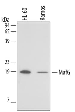 Human MafG Antibody, R D Systems 25&mu;g; Unlabeled:Antibodies, Monoclonal