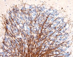 Rat MAG/Siglec-4a Antibody, R D Systems 25&mu;g; Unlabeled:Antibodies,