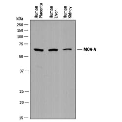Human MAO-A Antibody, R D Systems 25&mu;g; Unlabeled:Anticorps, Polyclonal