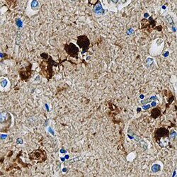 Human MAP2 Antibody, R D Systems:Antibodies:Primary Antibodies