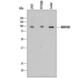 Human MAP4K5 Antibody, R D Systems 25&mu;g; Unlabeled:Antibodies, Polyclonal